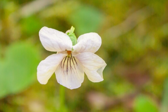 Viola renifolia-2491