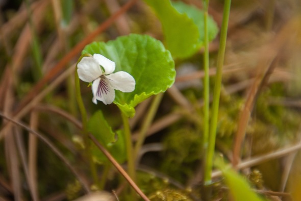 Viola renifolia-6115
